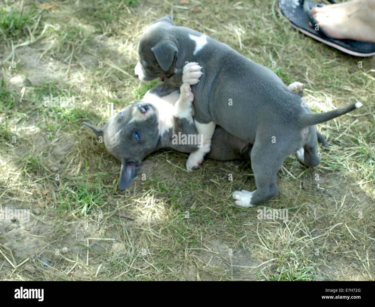Very cute sisters and brother puppies stafford Stock Photo