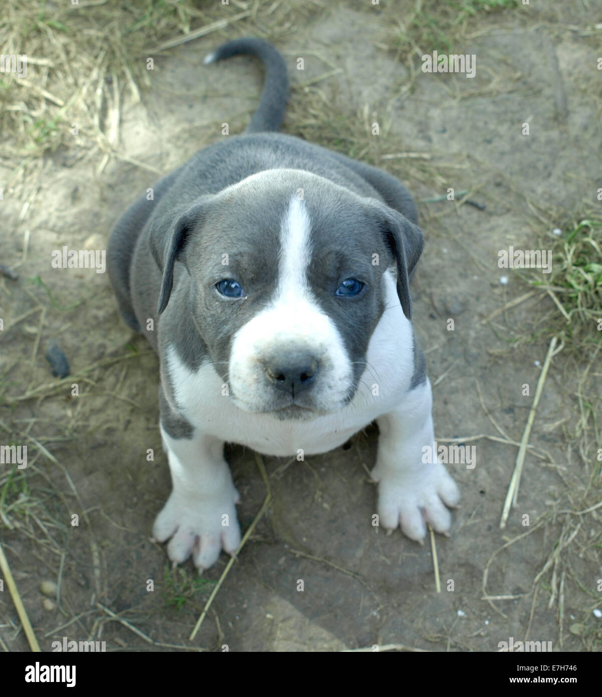 very nice stafford puppy with blue eyes Stock Photo
