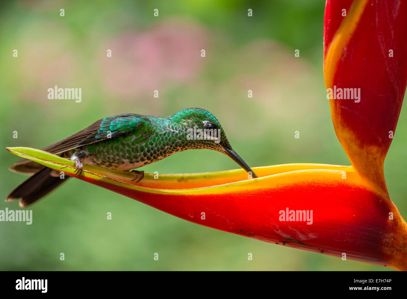 A green-crowned brilliant hummingbird (Heliodox jacula) feeding from a heliconia flower at La Paz Waterfall Gardens in Costa Rica. Stock Photo