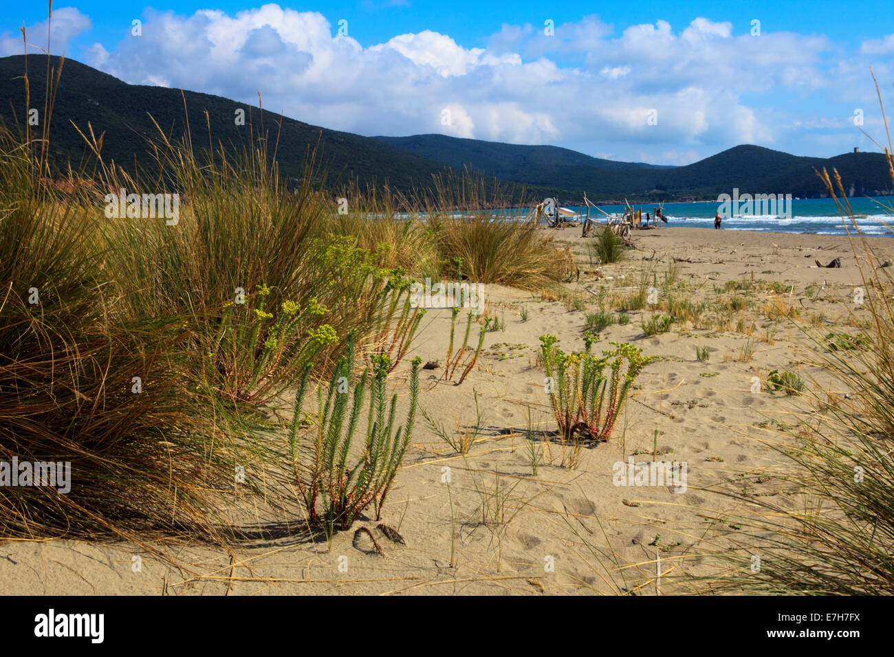 Uccellina Natural Reserve, Alberese, Grosseto, Tuscany, Italy, Europe Stock Photo