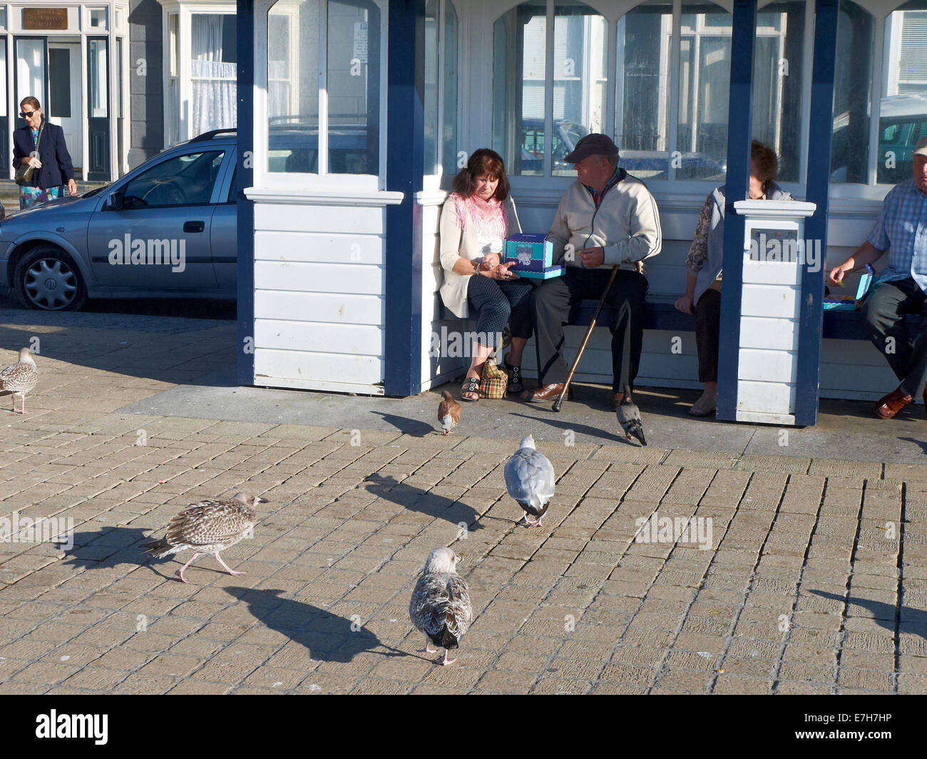Seagulls begging for food on the promenade in Aberystwyth Wales UK Stock Photo