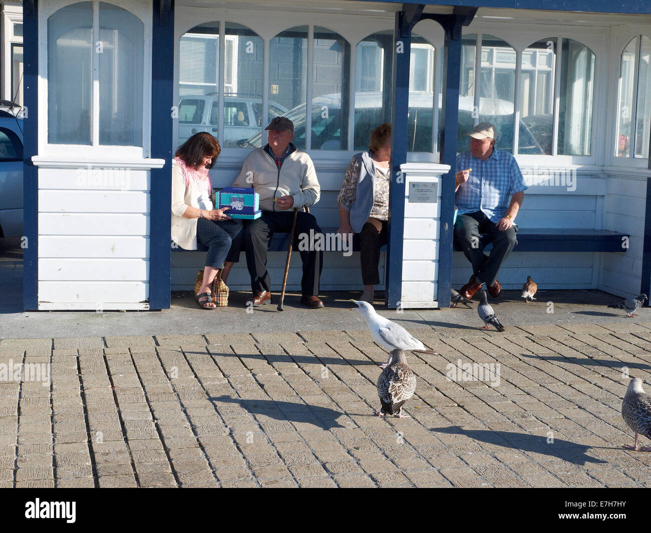 Seagulls begging for food on the promenade in Aberystwyth Wales UK Stock Photo