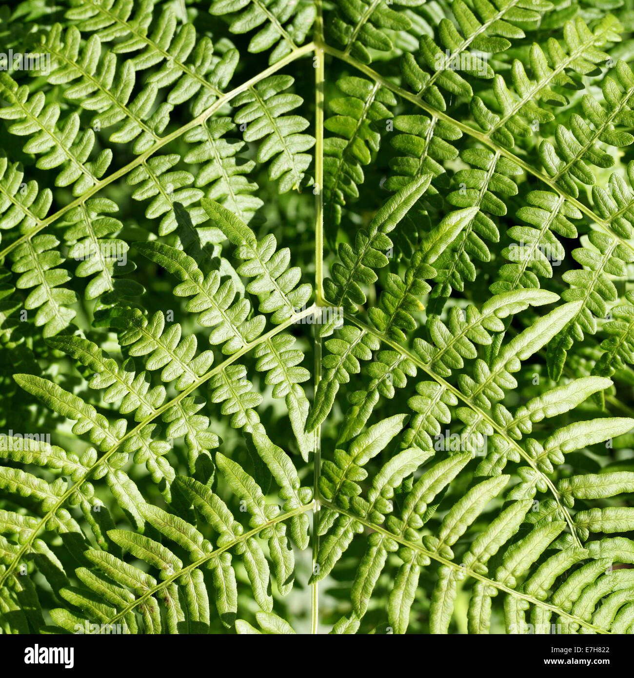 Lush green tree fern hi-res stock photography and images - Alamy