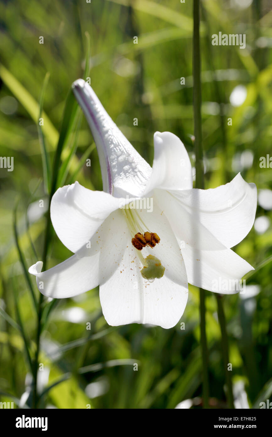 White lily flower hi-res stock photography and images - Alamy