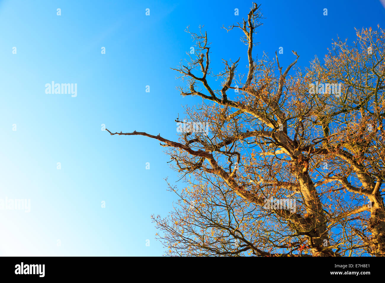 branches of tree against the blue sunny sky. Autumn scenery Stock Photo ...
