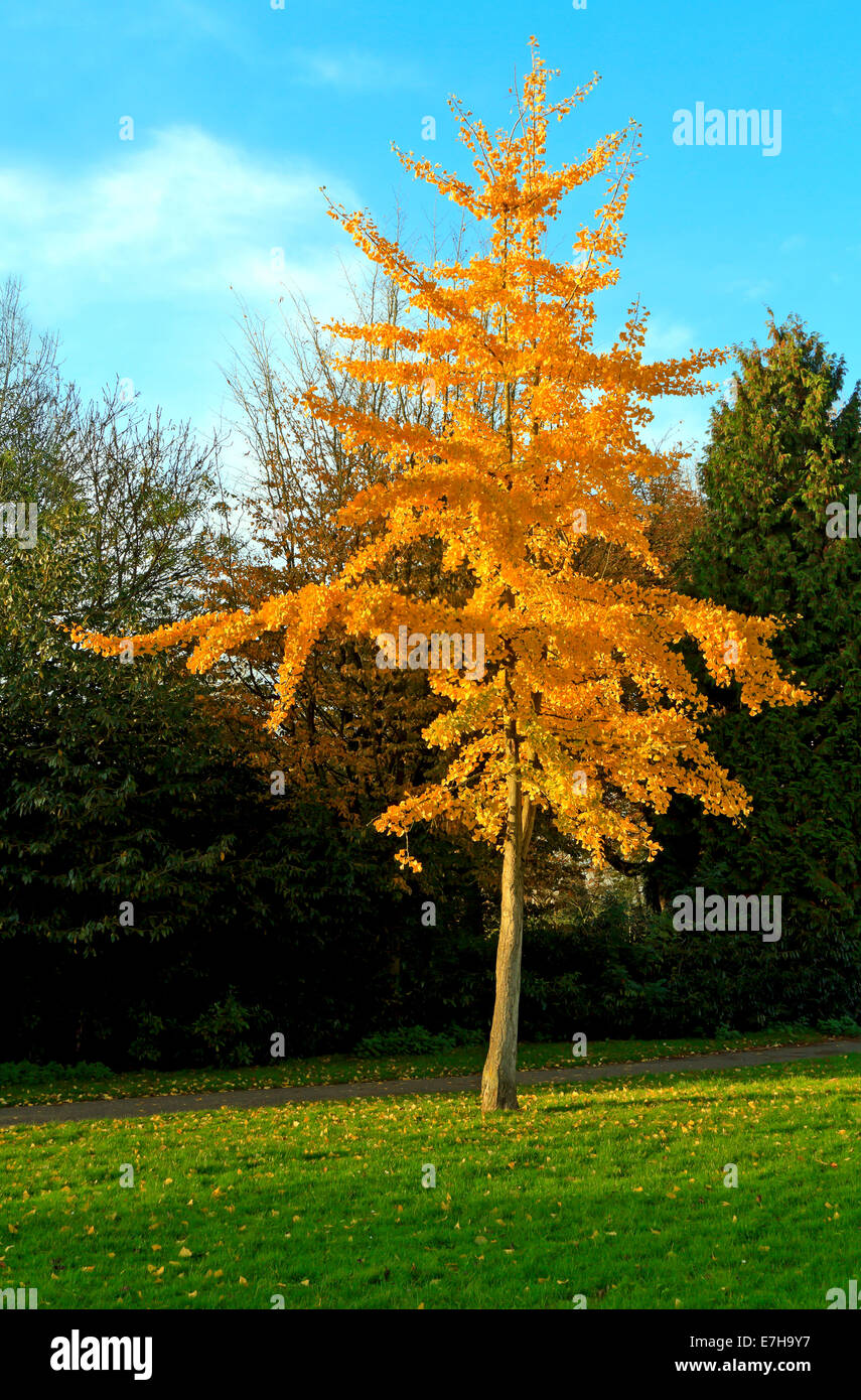 Golden autumn tree standing hi-res stock photography and images - Alamy