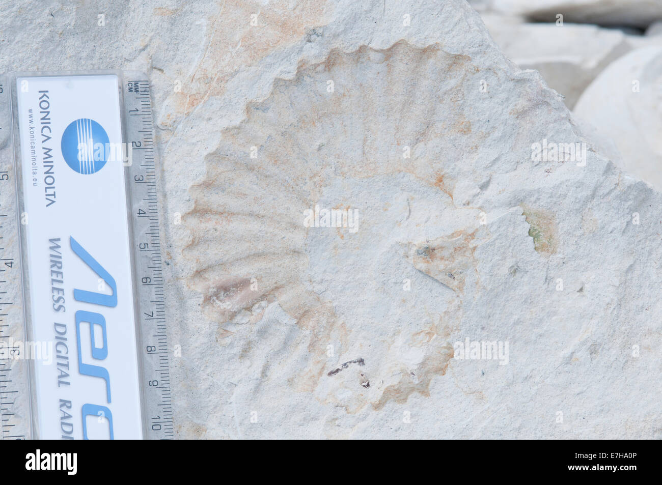 Ammonite from the Cretaceous chalk cliffs at Cow Gap, near Eastbourne ...