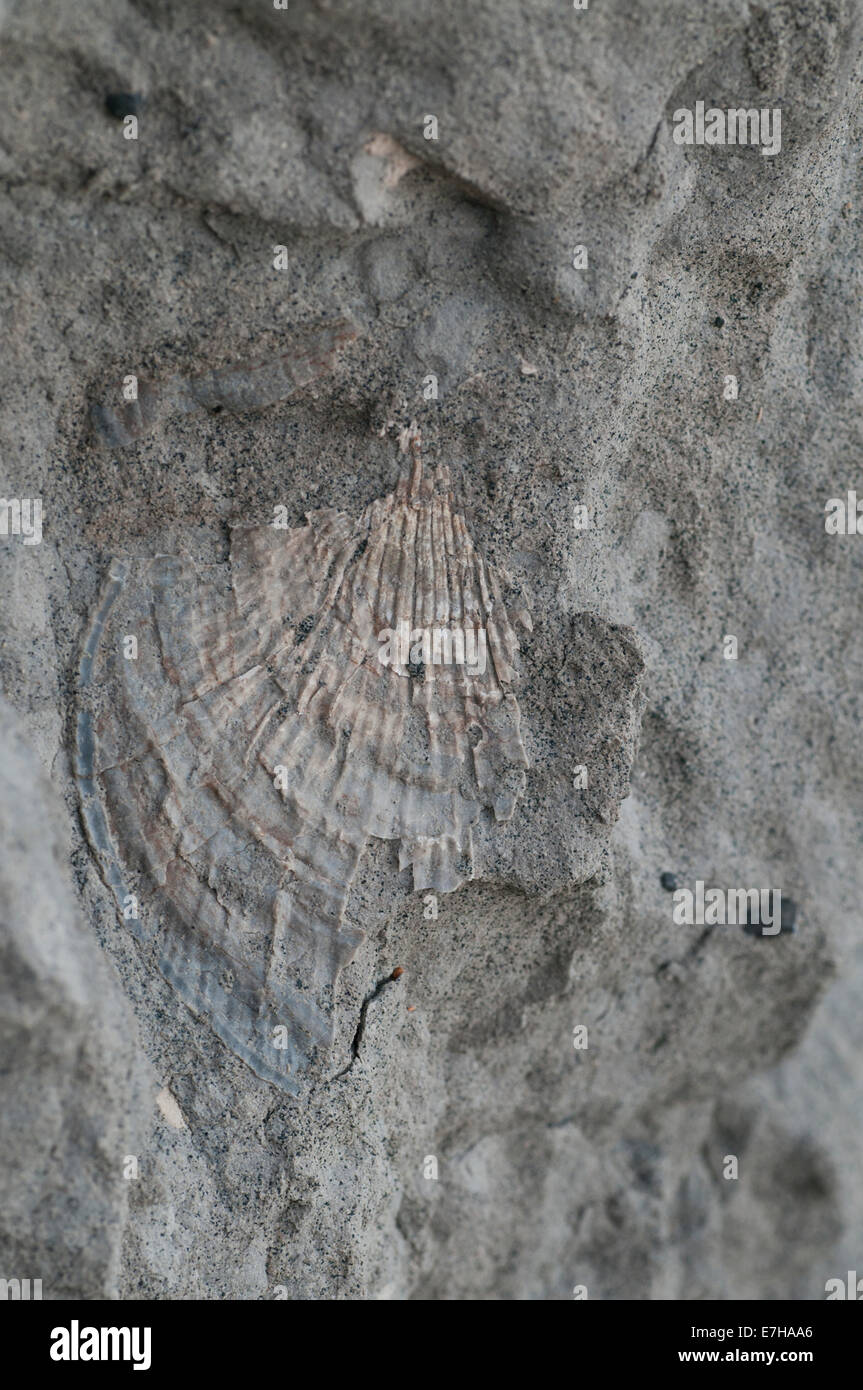 Fossil pecten hires stock photography and images Alamy