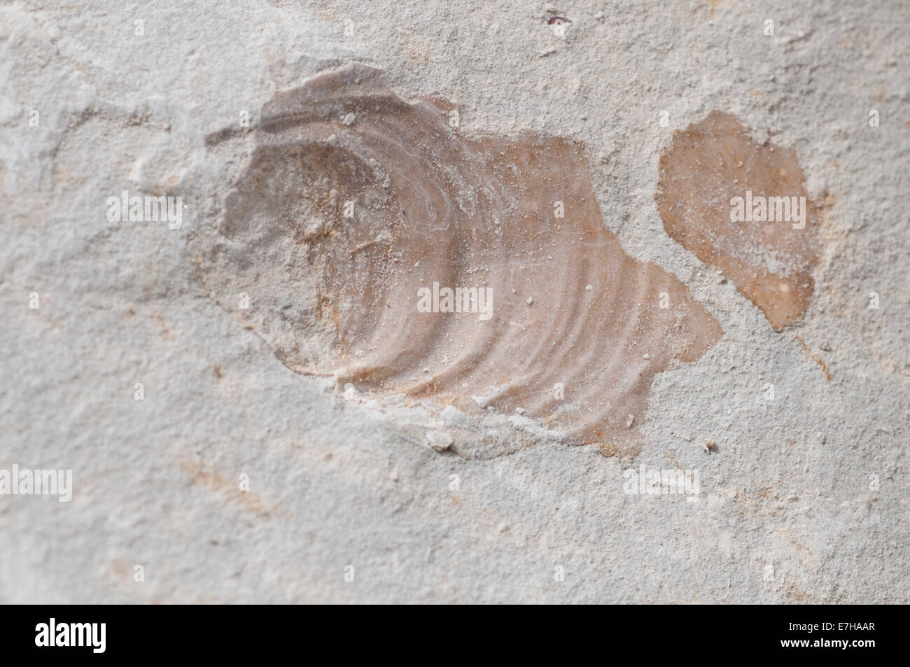 Fossil brachiopod of the genus Inoceramus from the chalk (Cretaceous