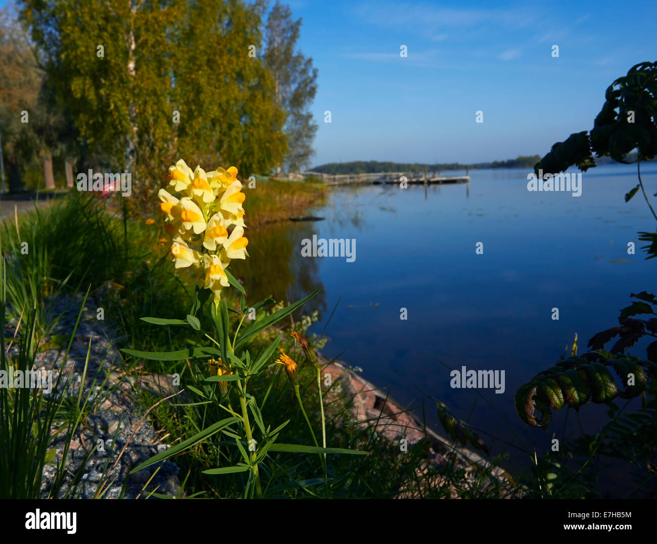 Linaria vulgaris, Common Toadflax Stock Photo