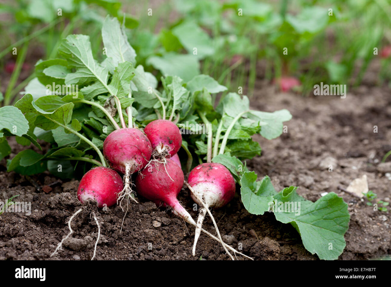 Fresh radish in garden Stock Photo