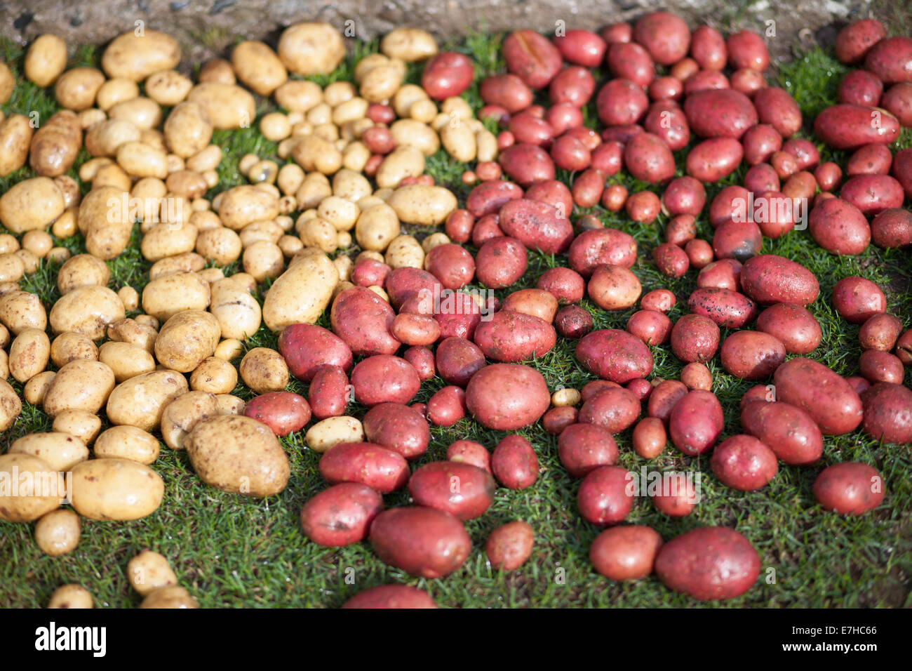 Red and yellow potatoes Stock Photo - Alamy