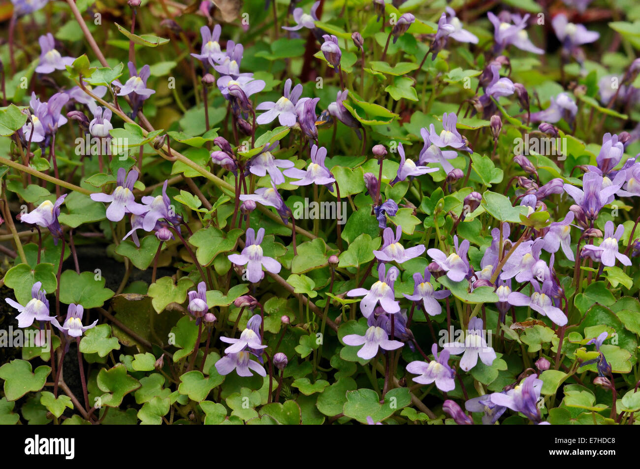 Ivy-Leaved Toadflax - Cymbalaria muralis Mass of flowers Stock Photo