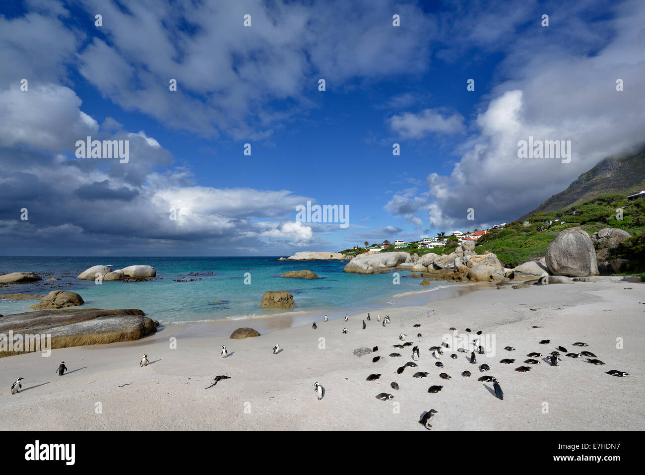 South Africa, False Bay, Boulders Beach, Jackass Penguins, Spheniscus demersus Stock Photo