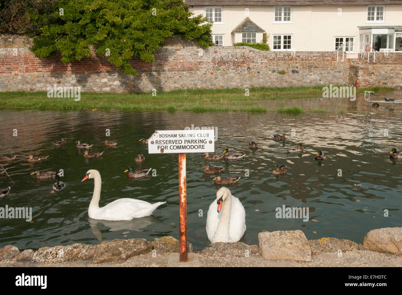 two swans swimming past a sign saying 'reserved parking for the commodore' Stock Photo