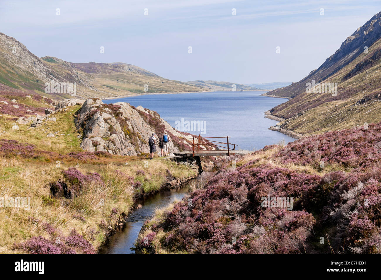 Looking north along a mountain stream feeding Llyn Cowlyd Reservoir with wild purple heather flowering in Snowdonia National Park (Eryri) Wales UK Stock Photo