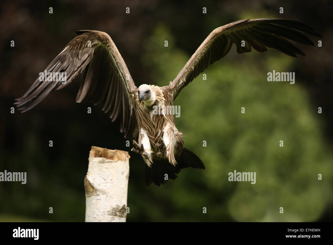 Portrait of a Griffon Vulture in flight Stock Photo