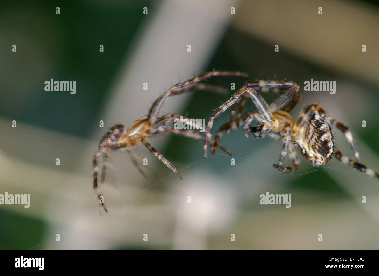 Male And Female Garden Spiders Stock Photo 73528955 Alamy