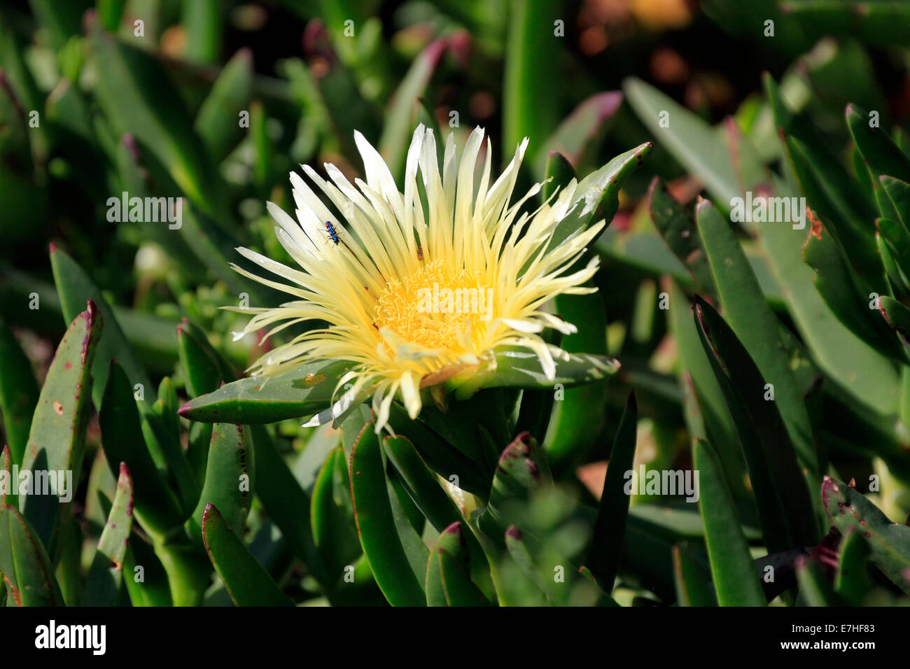Carpobrotus edulis, also known as ice plant, highway ice plant, pigface ,Hottentot fig and locally as the sour fig Stock Photo