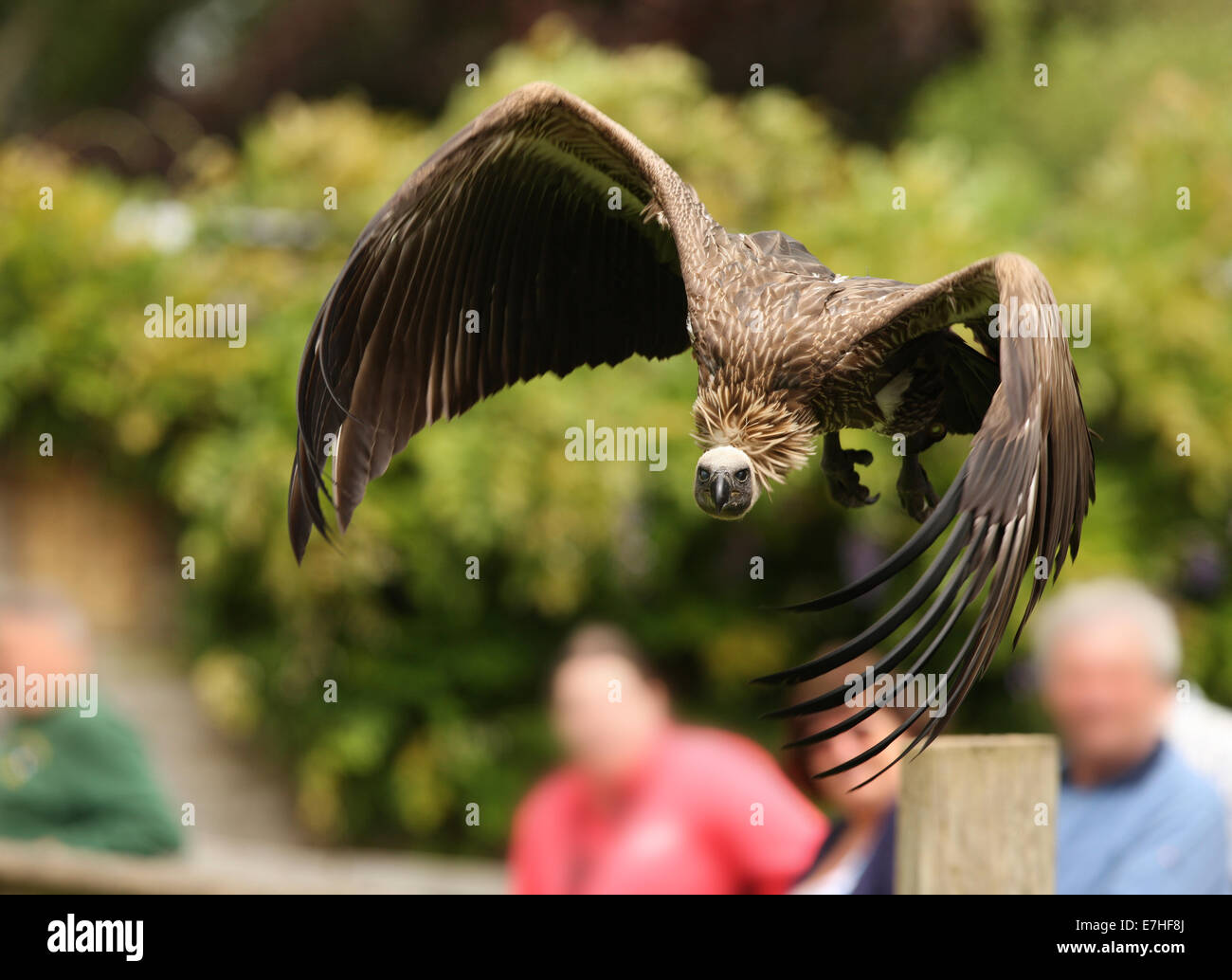 Griffon Vulture in flight Stock Photo