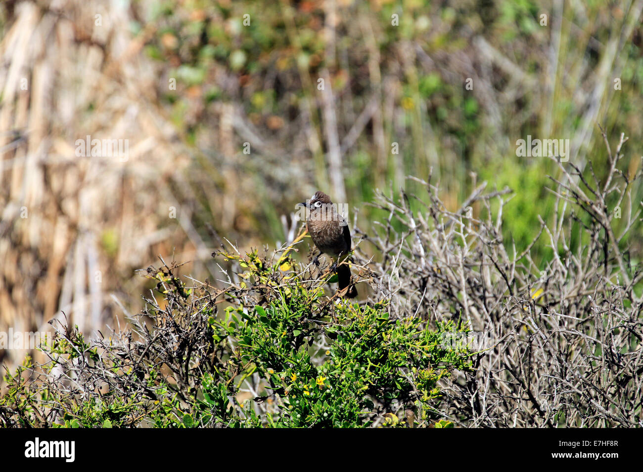 A Cape bulbul (Pycnonotus capensis) in the West Coast National Park near Langebaan, South Africa. Stock Photo