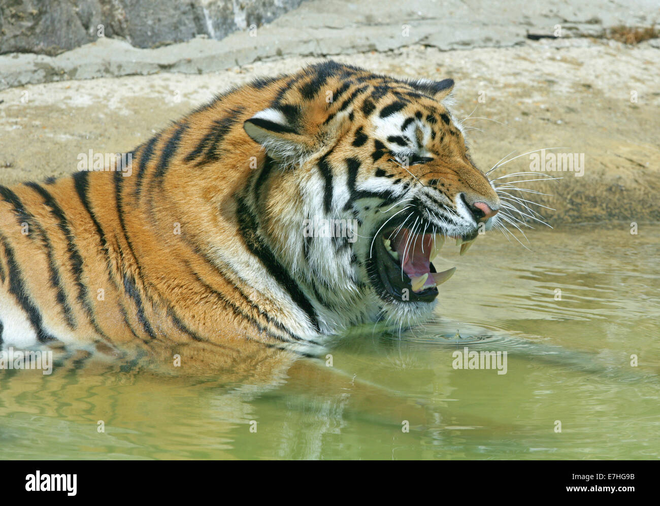 Orange and black striped bengal tiger standing on the rock near water,  Stock Photo, Picture And Low Budget Royalty Free Image. Pic. ESY-033891941