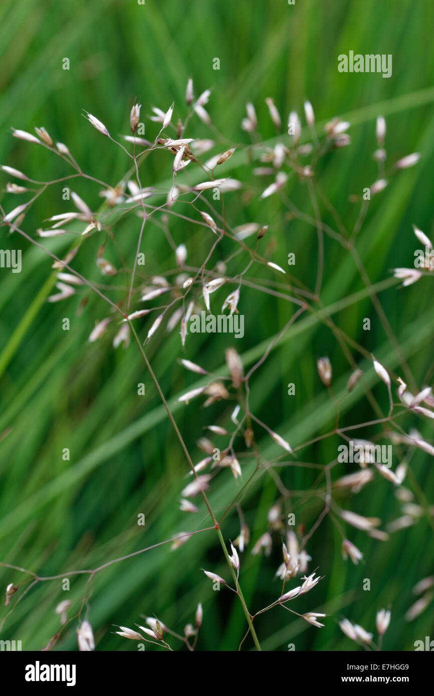 Poa pratensis, Wiesenrispengras, Meadow grass Stock Photo