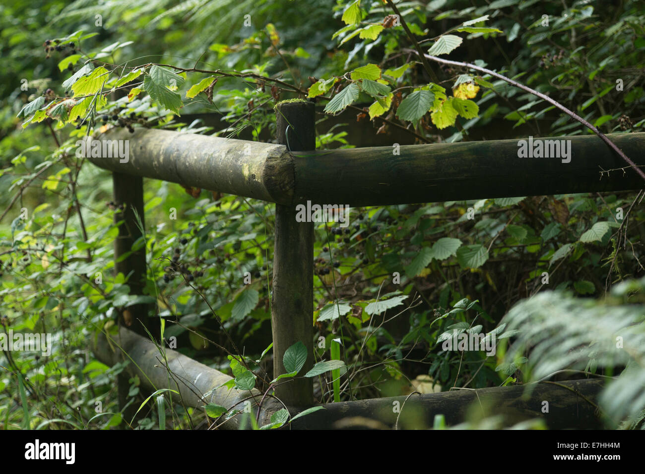 Wooden structure in woodland setting protecting fragile plant Stock Photo