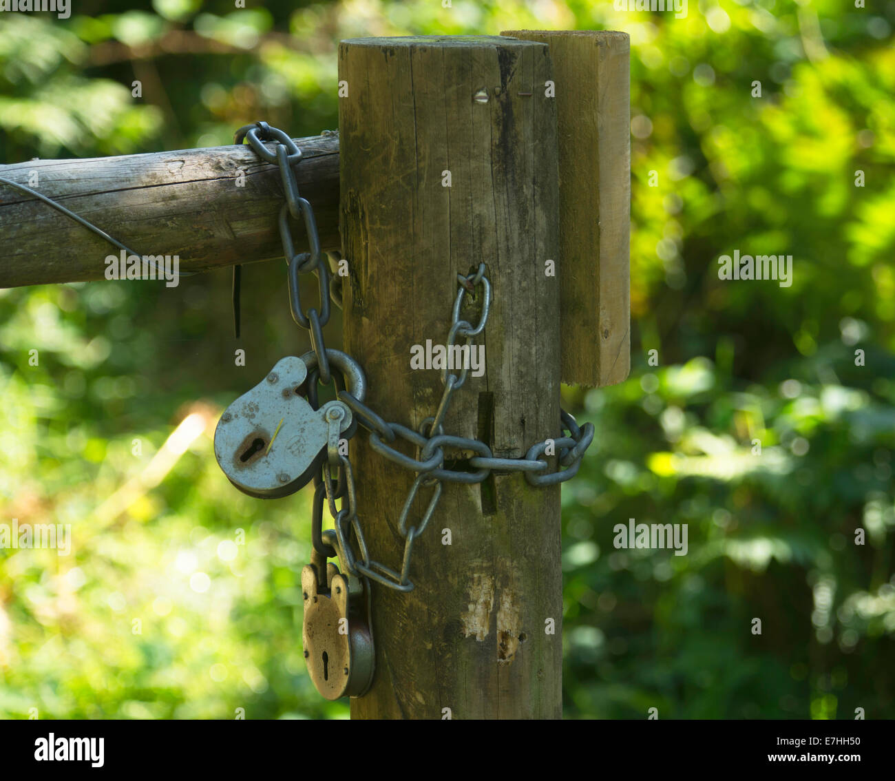 Padlocks and chains on wooden gate with green foliage in background Stock Photo