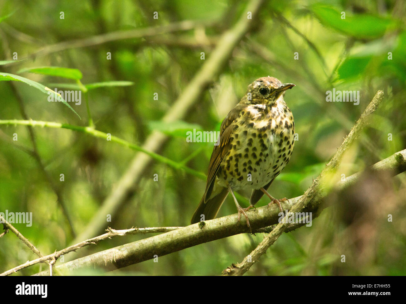 Song Thrush (Turdus philomelos) a woodland bird with a distinctive song, sitting on a branch in woodland. Stock Photo
