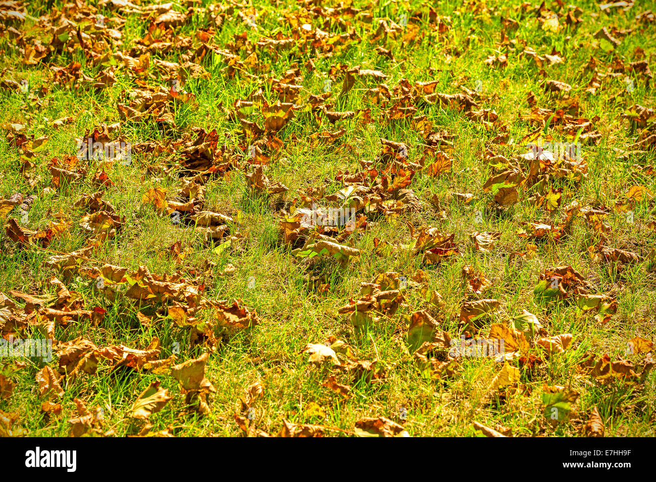Dry autumn leafs on green grass background, shallow depth of field. Stock Photo