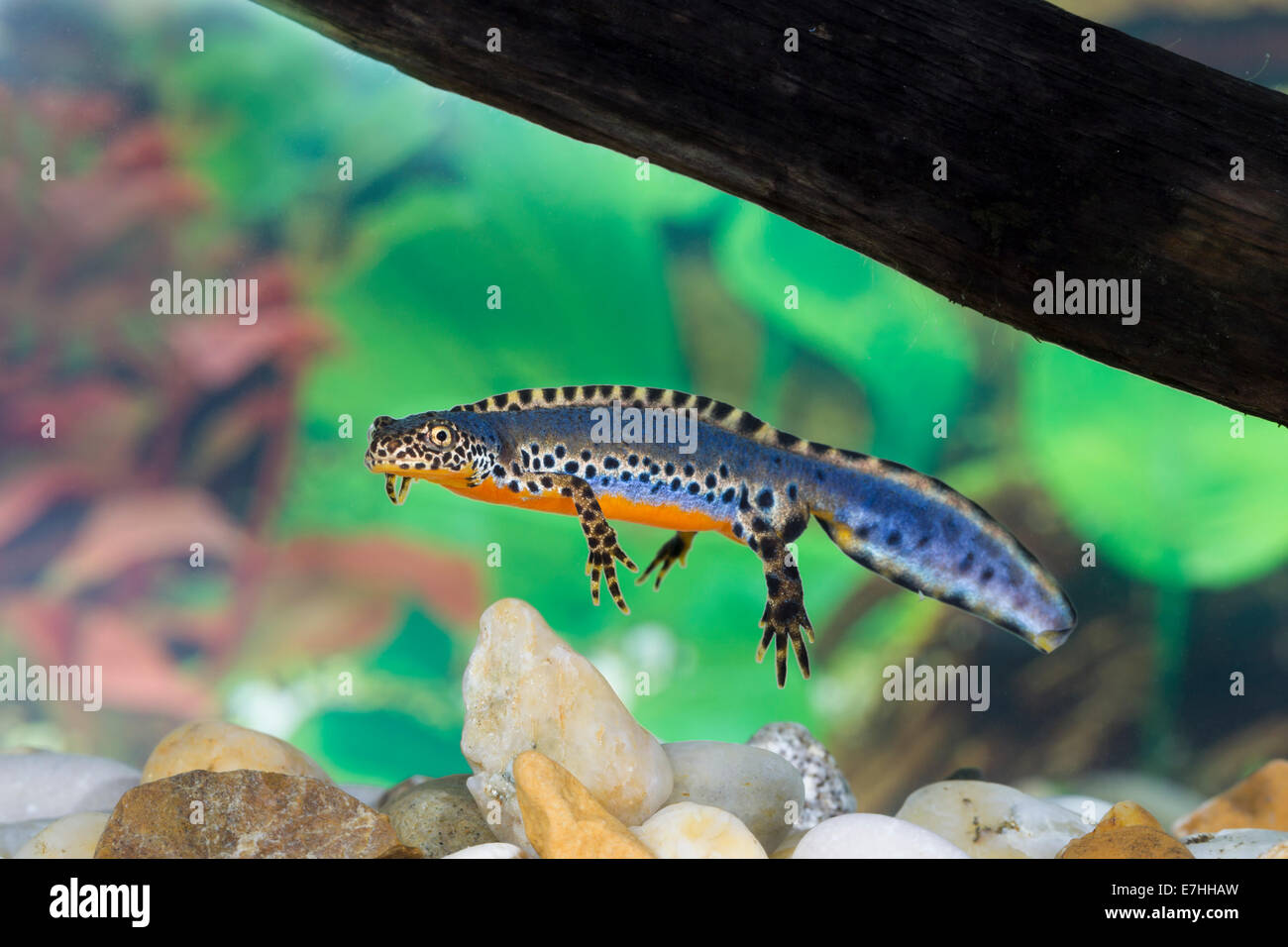 Bergmolch moutanin newt alpine newt Ichthyosaura alpestris Triturus ...