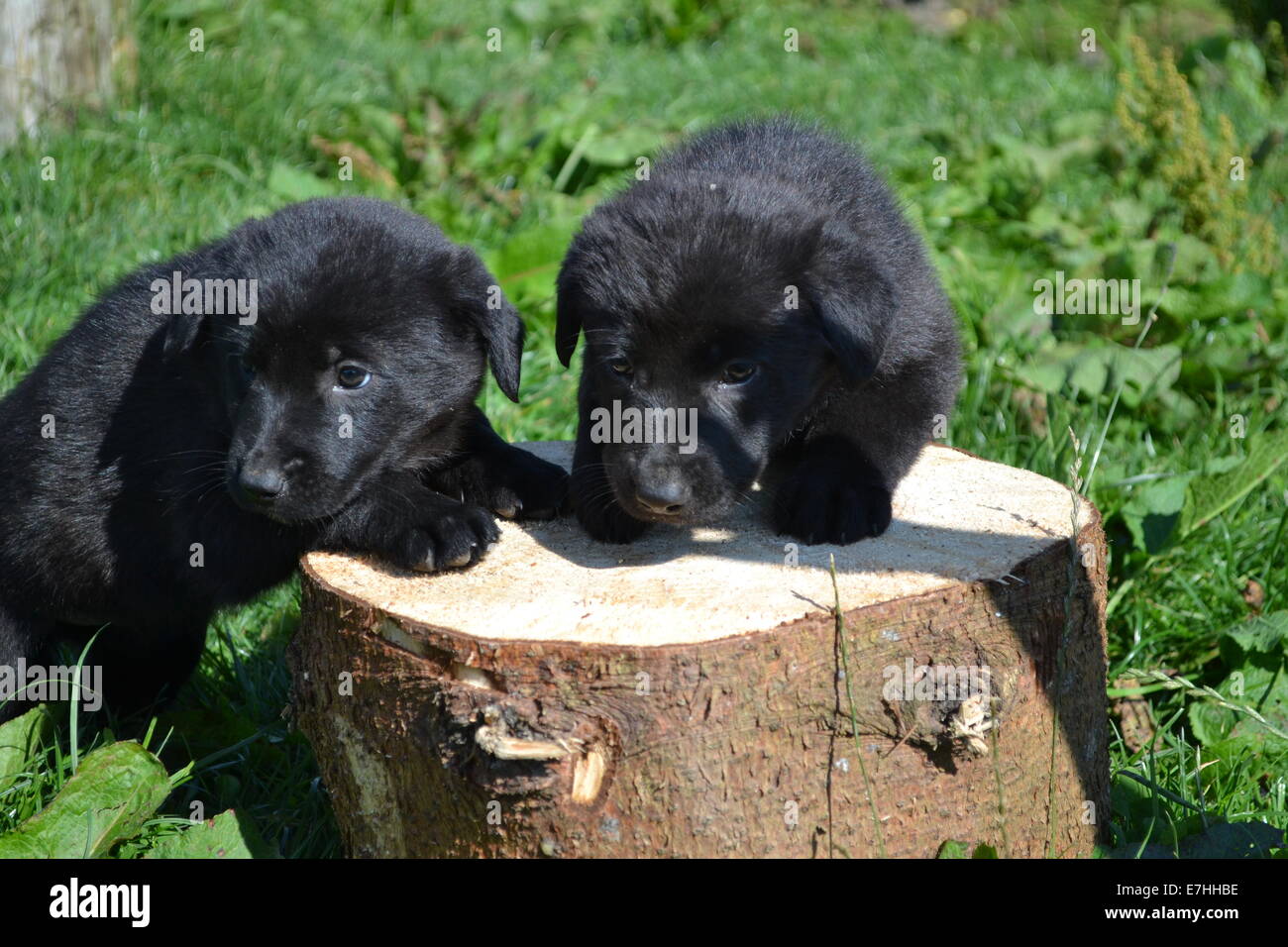 two black puppys Stock Photo