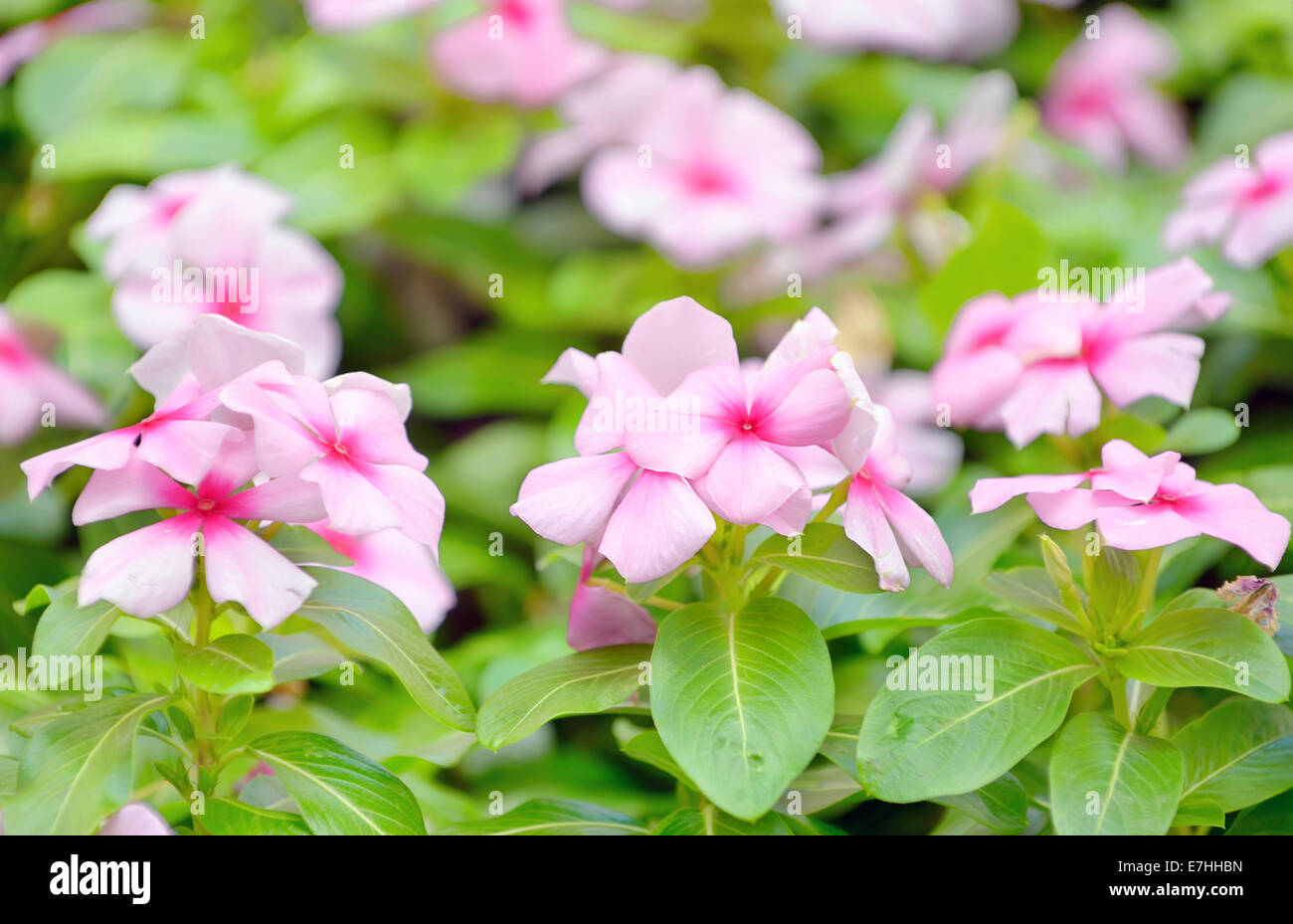 beautiful pink vinca flowers in garden Stock Photo Alamy