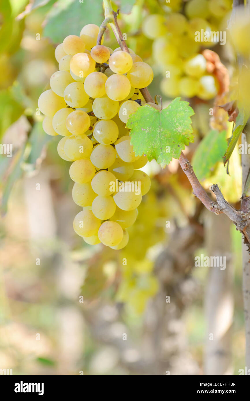 Yellow grapes growing on vineyard Stock Photo Alamy