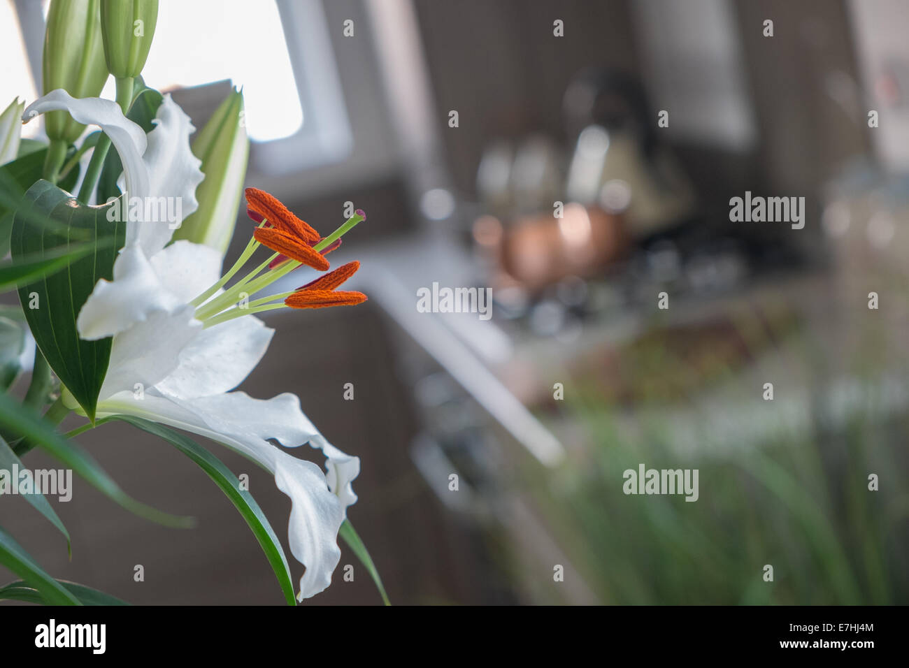 Flowers in the kitchen Stock Photo Alamy