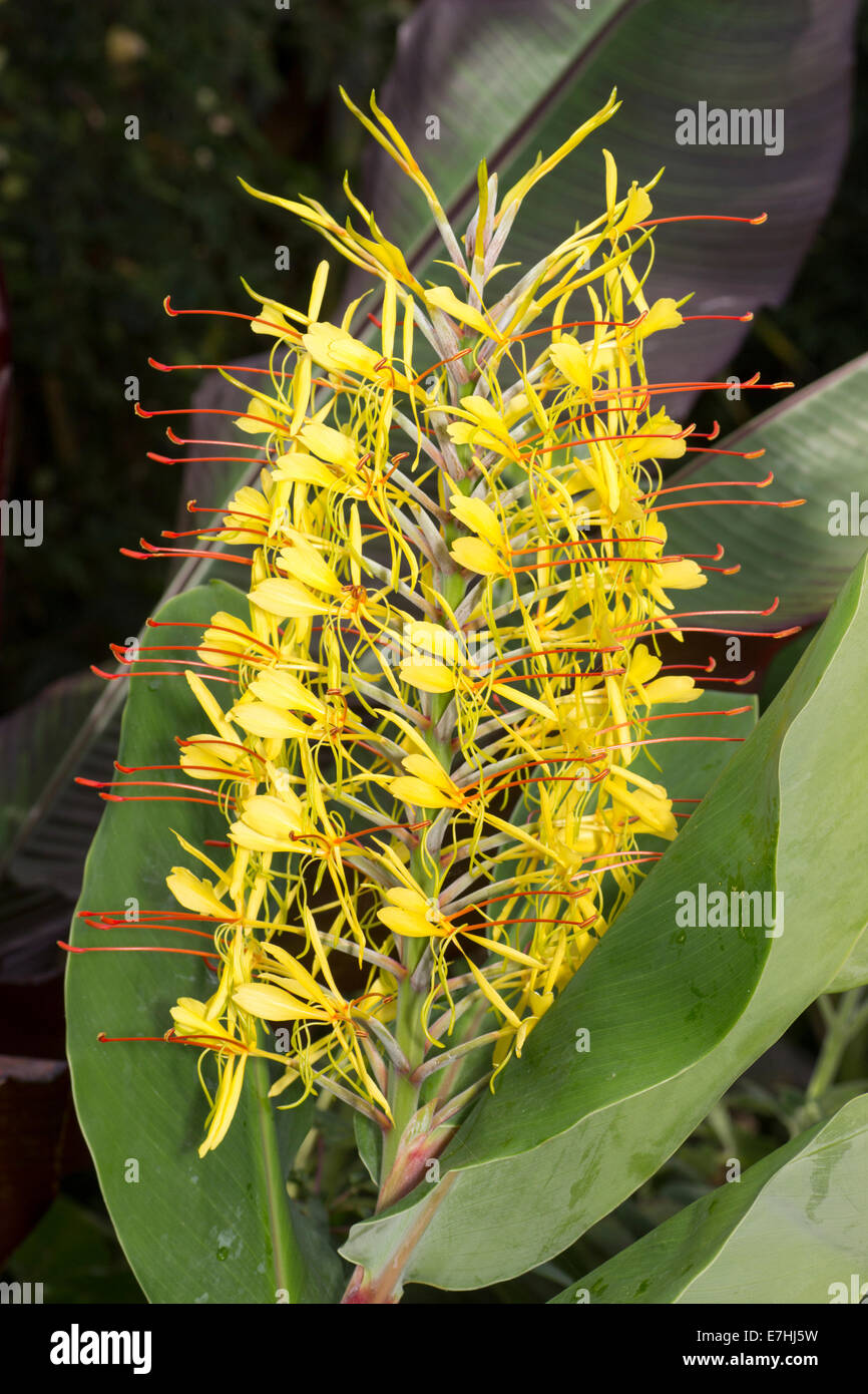 Mature spike of the Kahili ginger, Hedychium gardnerianum Stock Photo