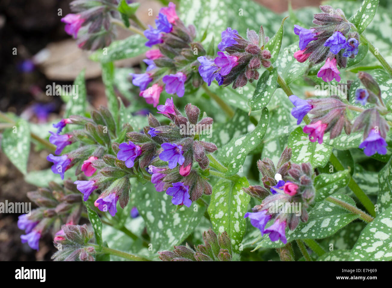 Early spring flowers and spotted leaves of the lungwort, Pulmonaria saccharata 'Trevi Fountain' Stock Photo