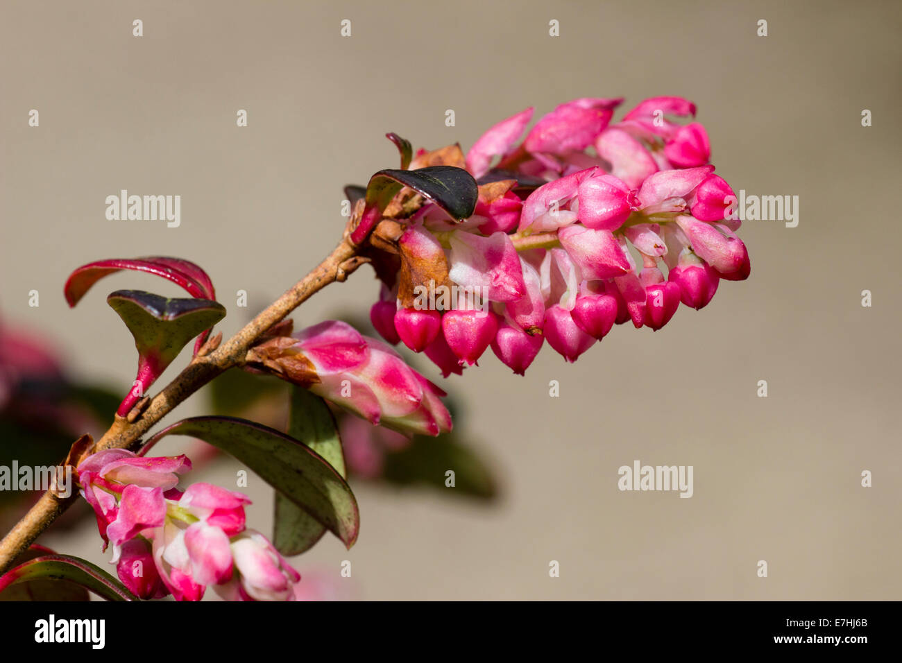 Pink spring flowers of the Himalayan blueberry, Vaccinium retusum Stock Photo