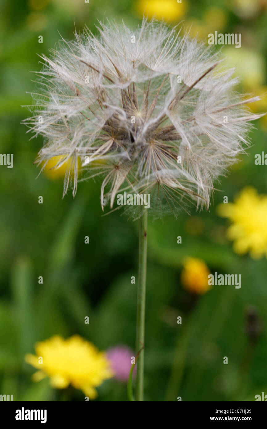 Taraxacum officinale alps hi-res stock photography and images - Alamy