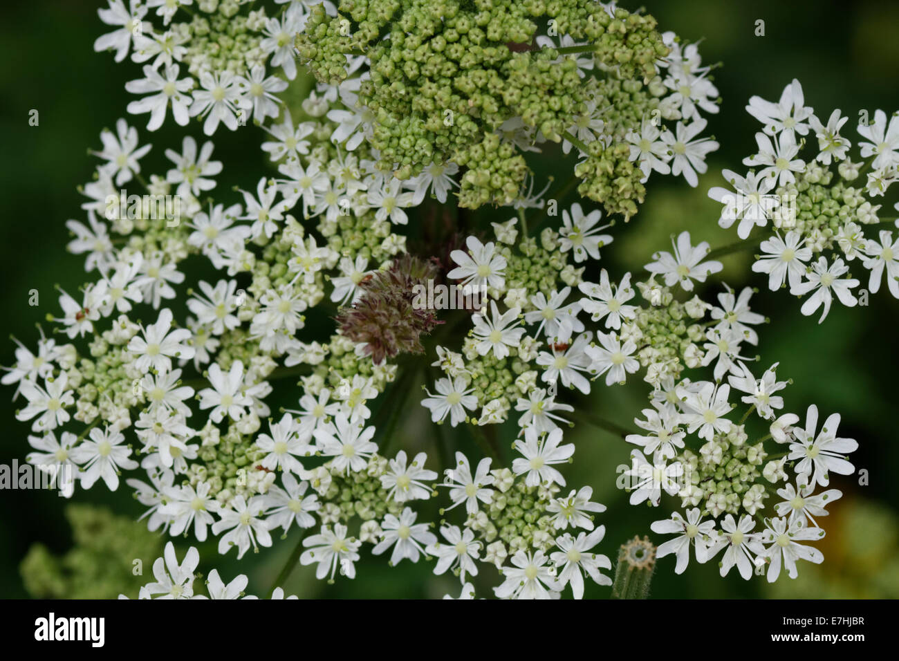 Laserpitium siler, Alps, France Stock Photo