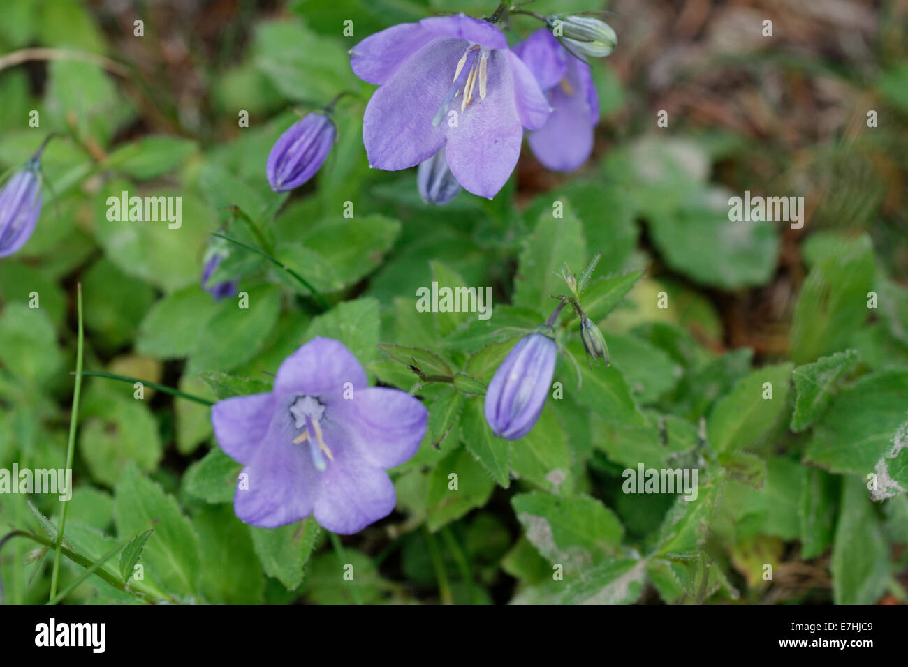 European Venus' looking glass, Legousia speculum-veneris / Venus-Frauenspiegel, Legousia speculum-veneris Stock Photo