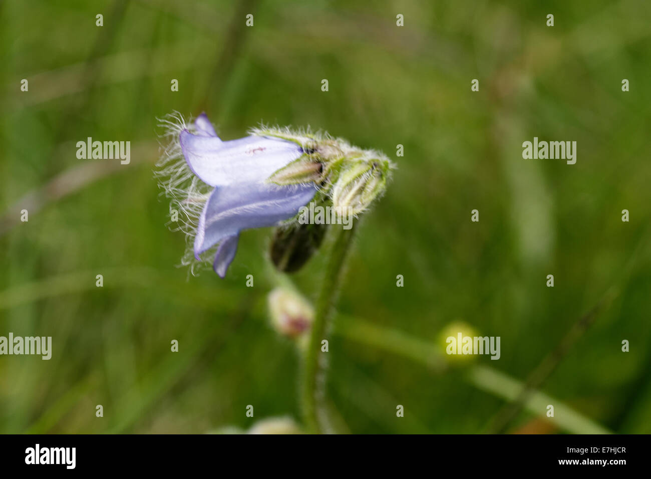 Flowering Campanula barbata, Alps, France Stock Photo
