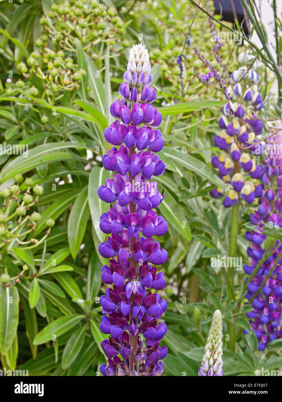 Lupin gallery hires stock photography and images Alamy