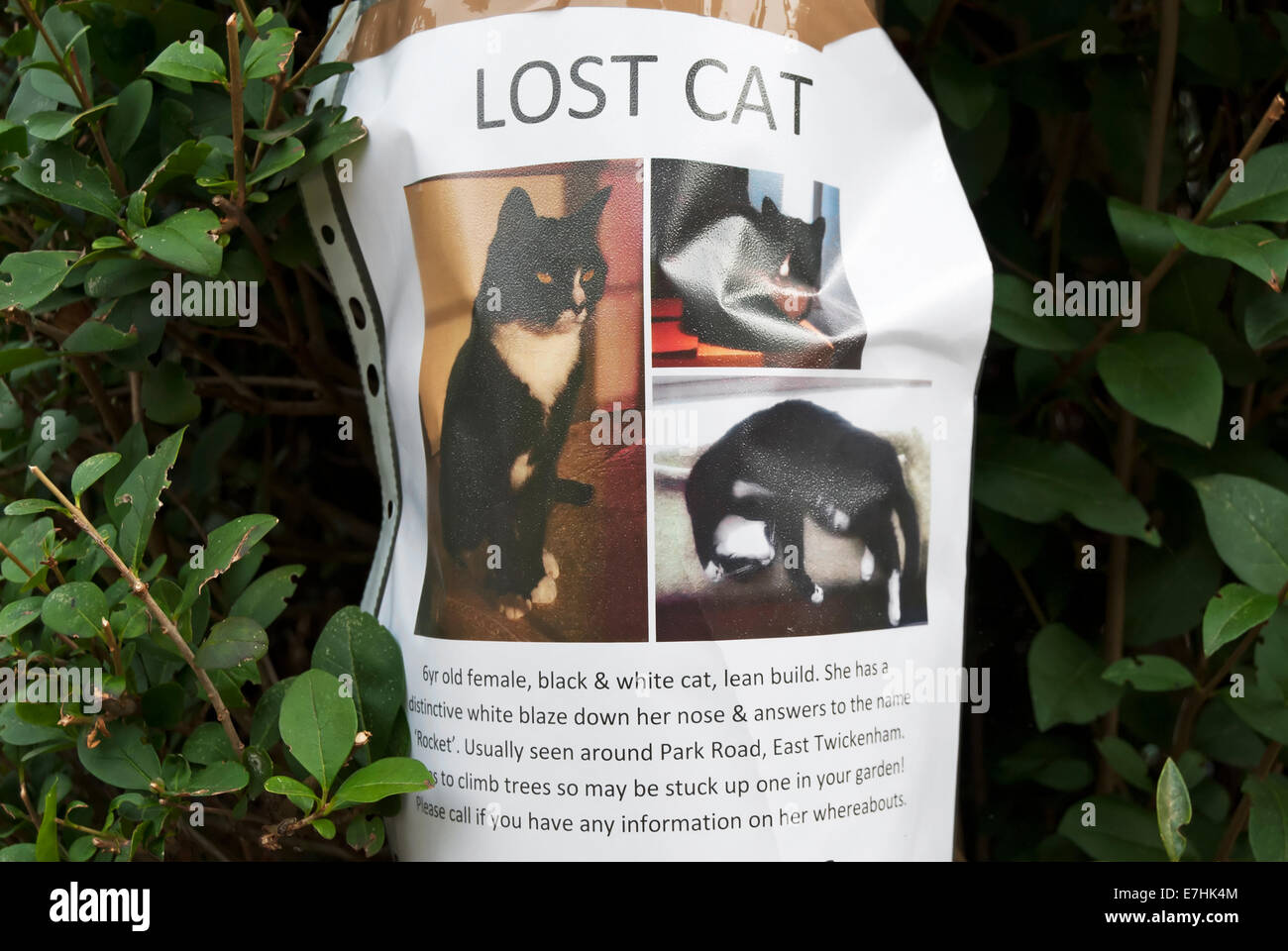 lost cat poster Stock Photo