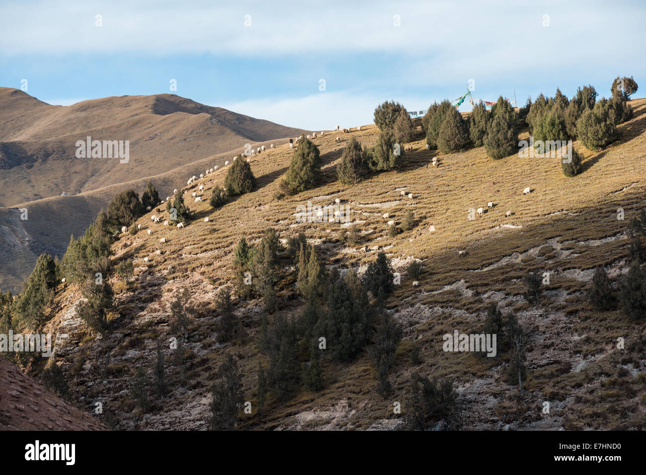 Sheep on a slope hi-res stock photography and images - Alamy