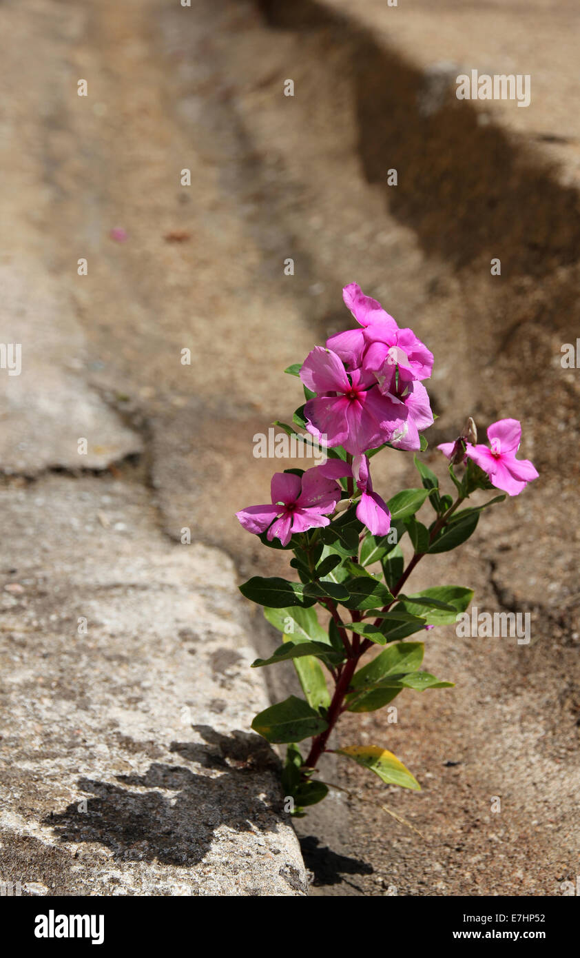 flower showing resilience by growing in pavement Stock Photo