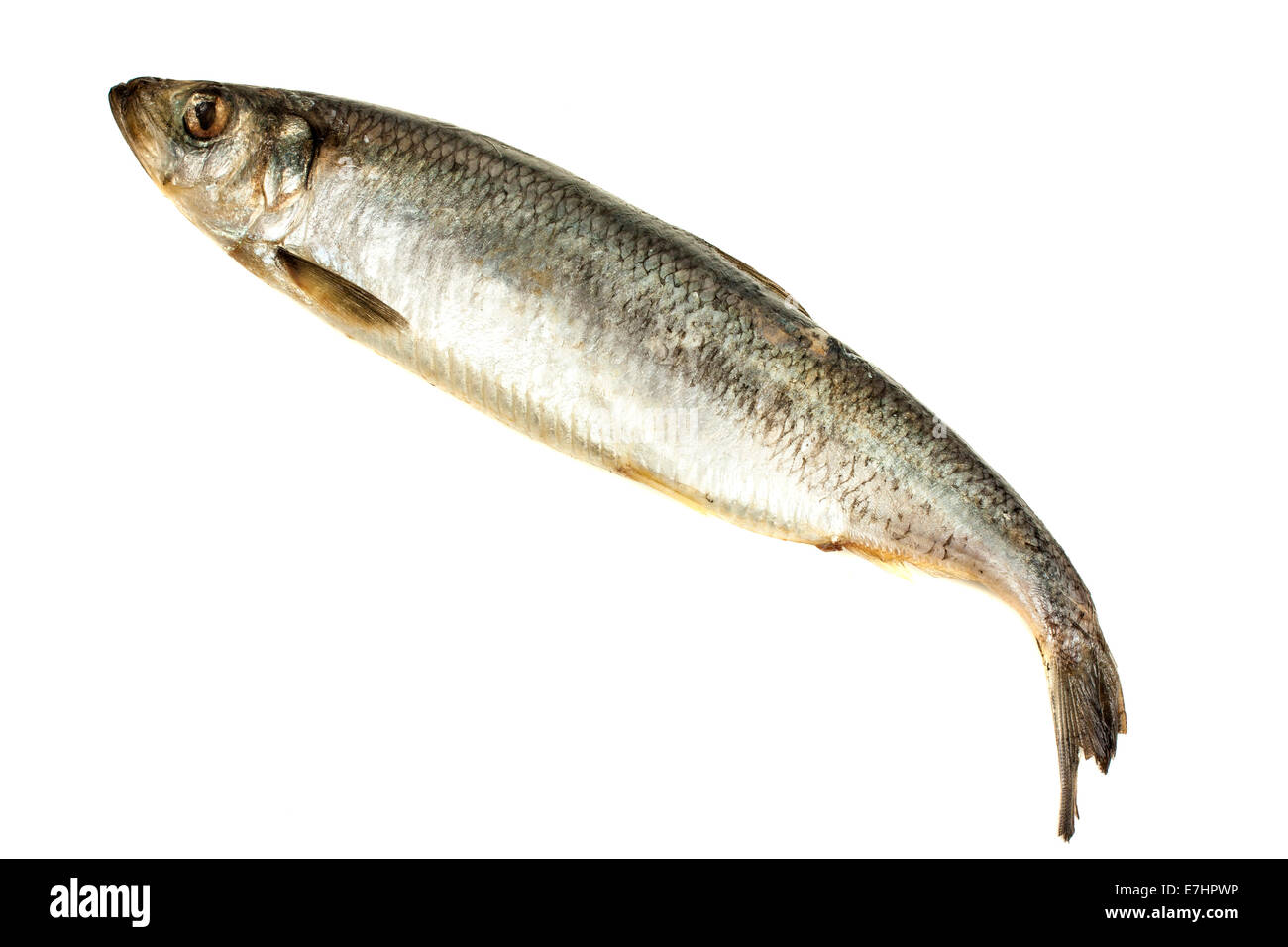 Fresh herring fish isolated on the white background Stock Photo Alamy