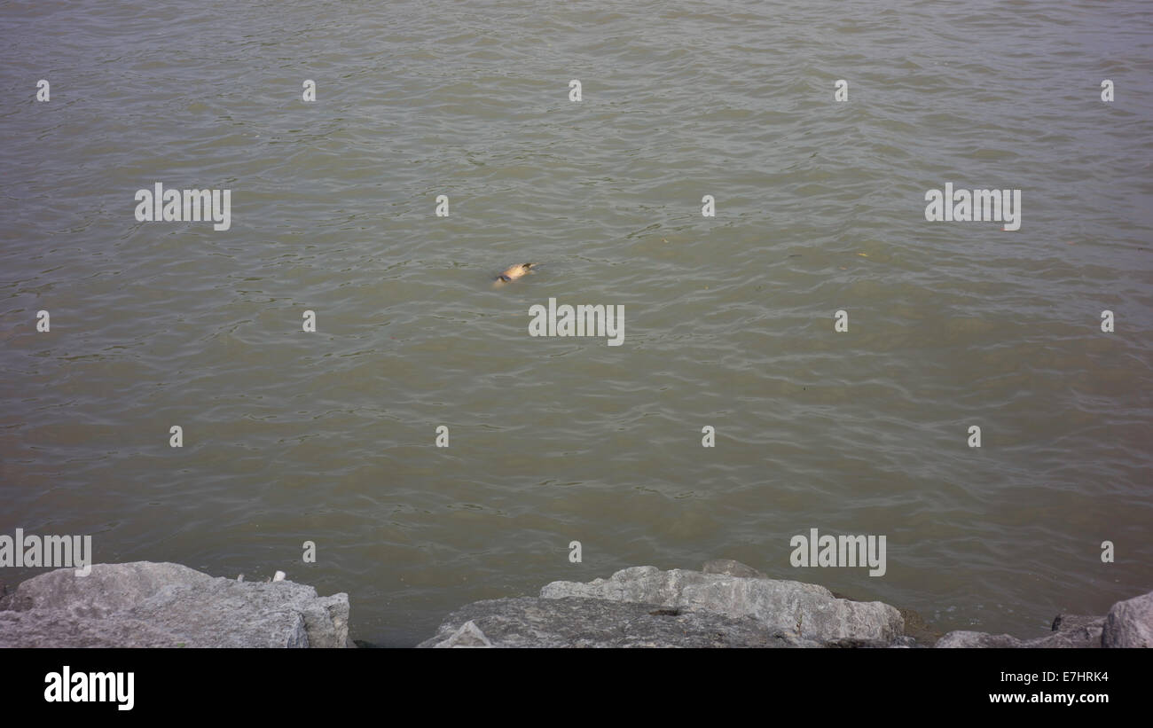 dead fish in river Stock Photo - Alamy