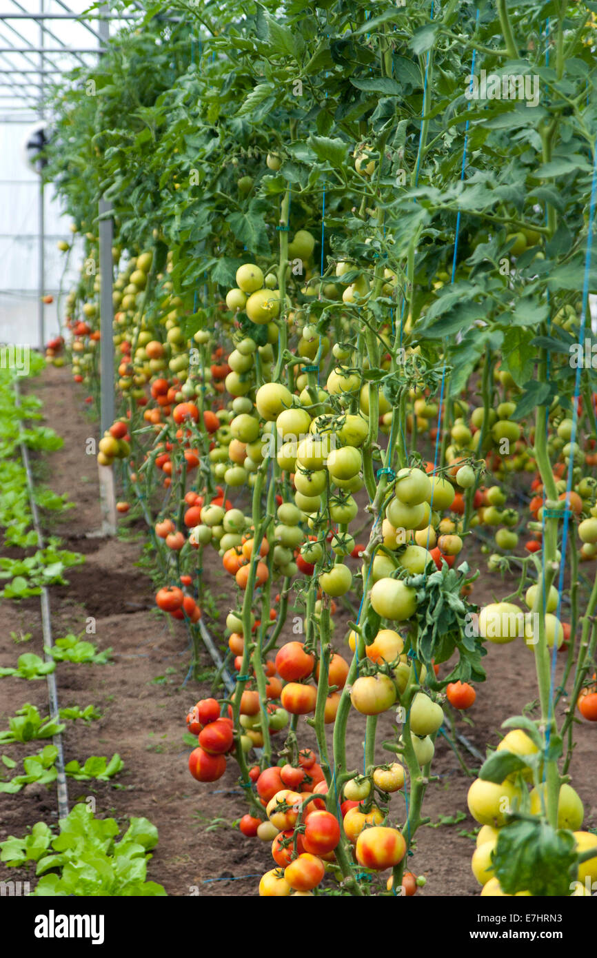 Red tomatoes and salad in a greenhouse Stock Photo - Alamy